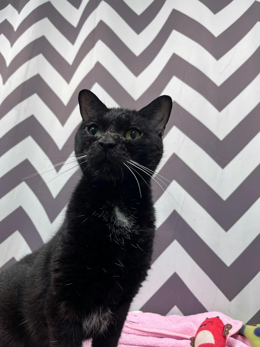Willa, a 5 years old Black Female Domestic Short Hair Cat