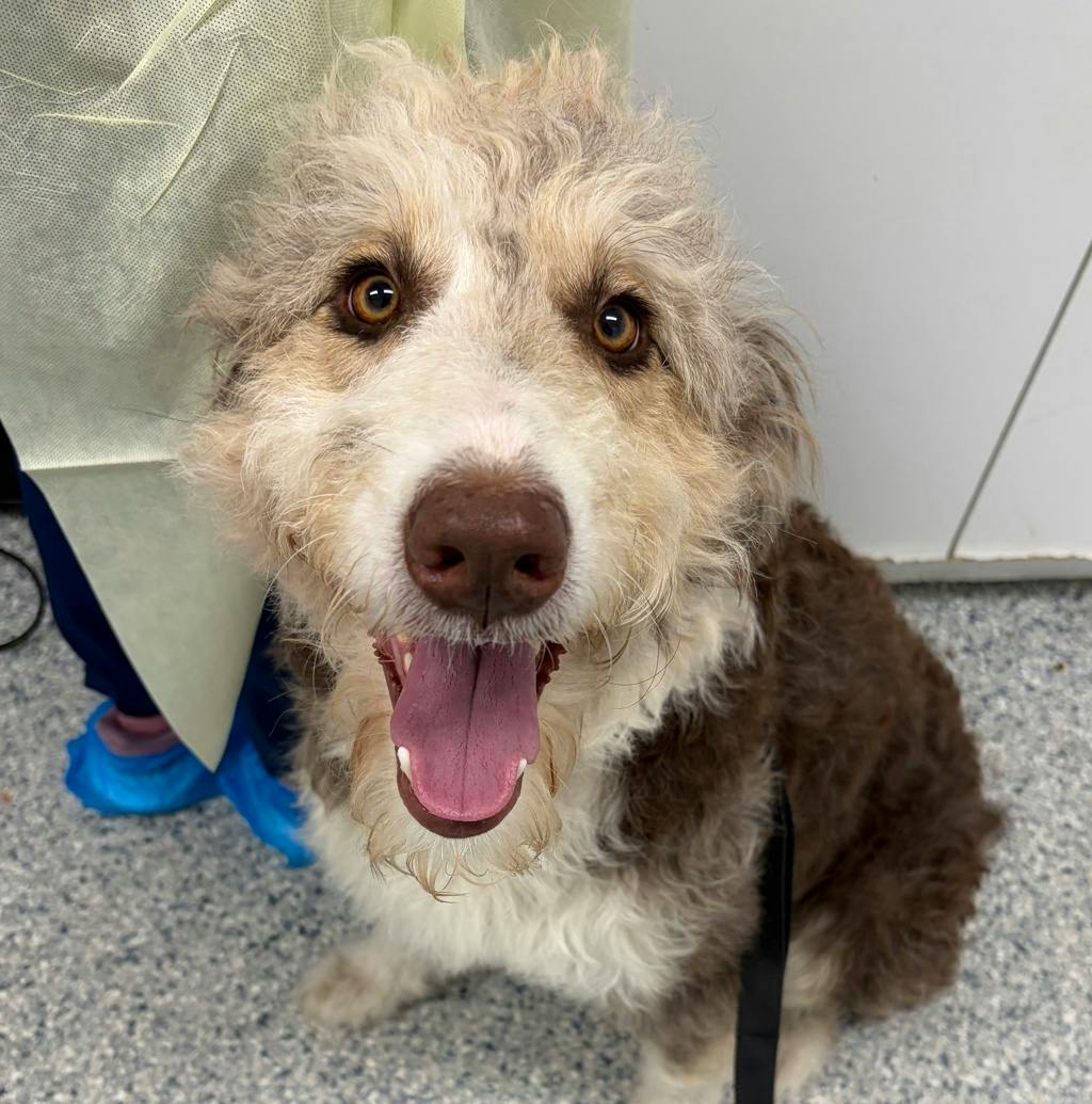 Nellie, a 2 years and 9 months old Brown Female Australian Shepherd Dog
