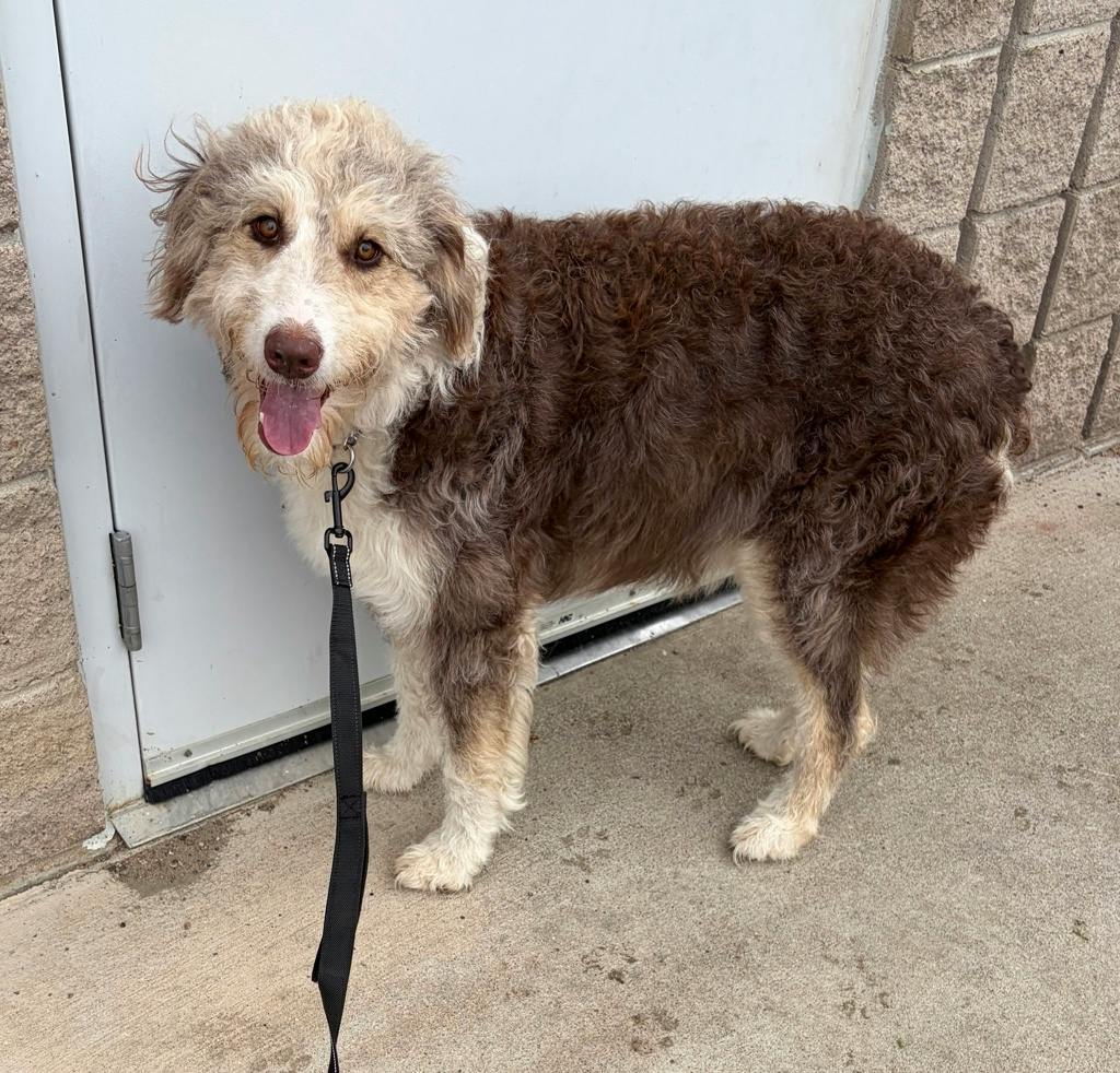 Nellie, a 2 years and 9 months old Brown Female Australian Shepherd Dog