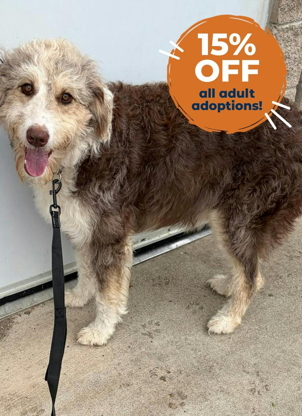 Nellie, a 2 years and 9 months old Brown Female Australian Shepherd Dog