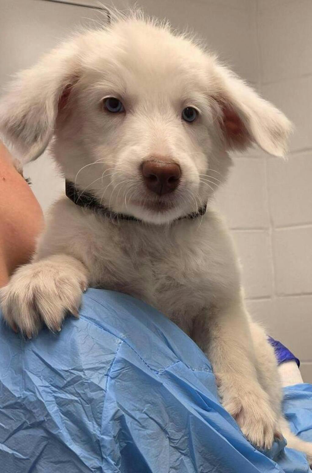 Budderball, a 10 weeks old Brown Female Australian Shepherd Puppy