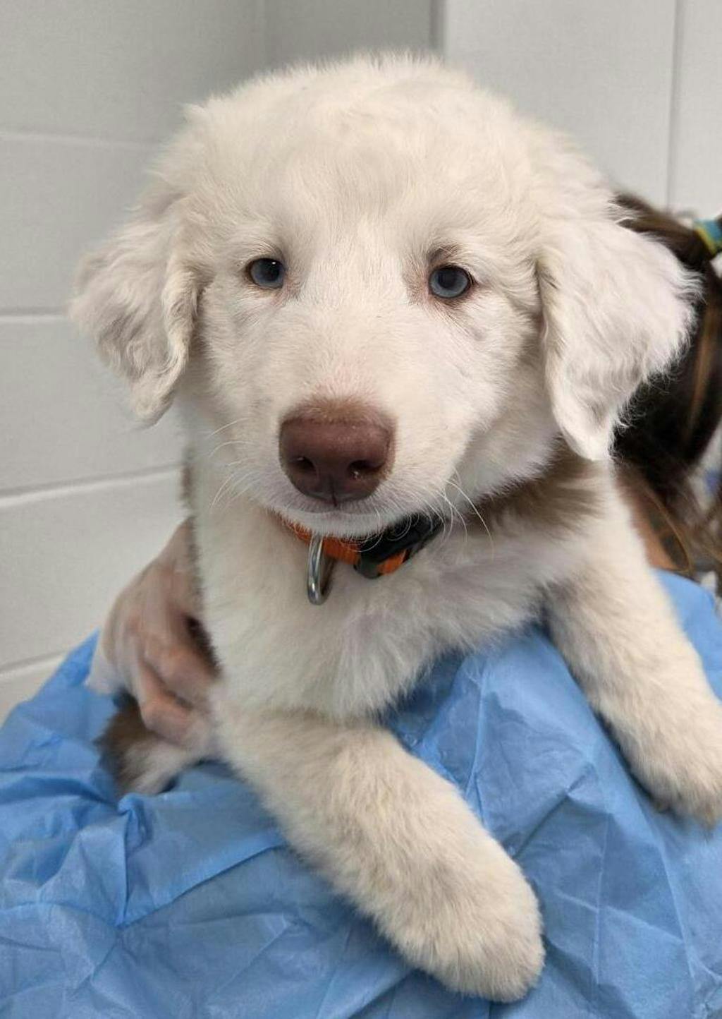 Mudbud, a 10 weeks old Brown Male Australian Shepherd Puppy
