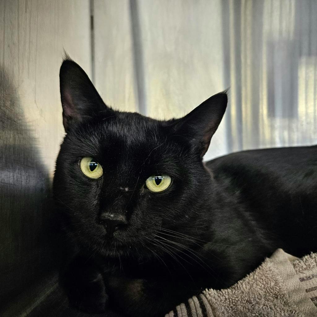 Smee, a 2 years old Black Male Domestic Short Hair Cat