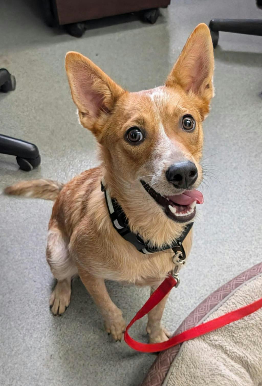 Foxy, a 1 year old Red Female Australian Cattledog Dog