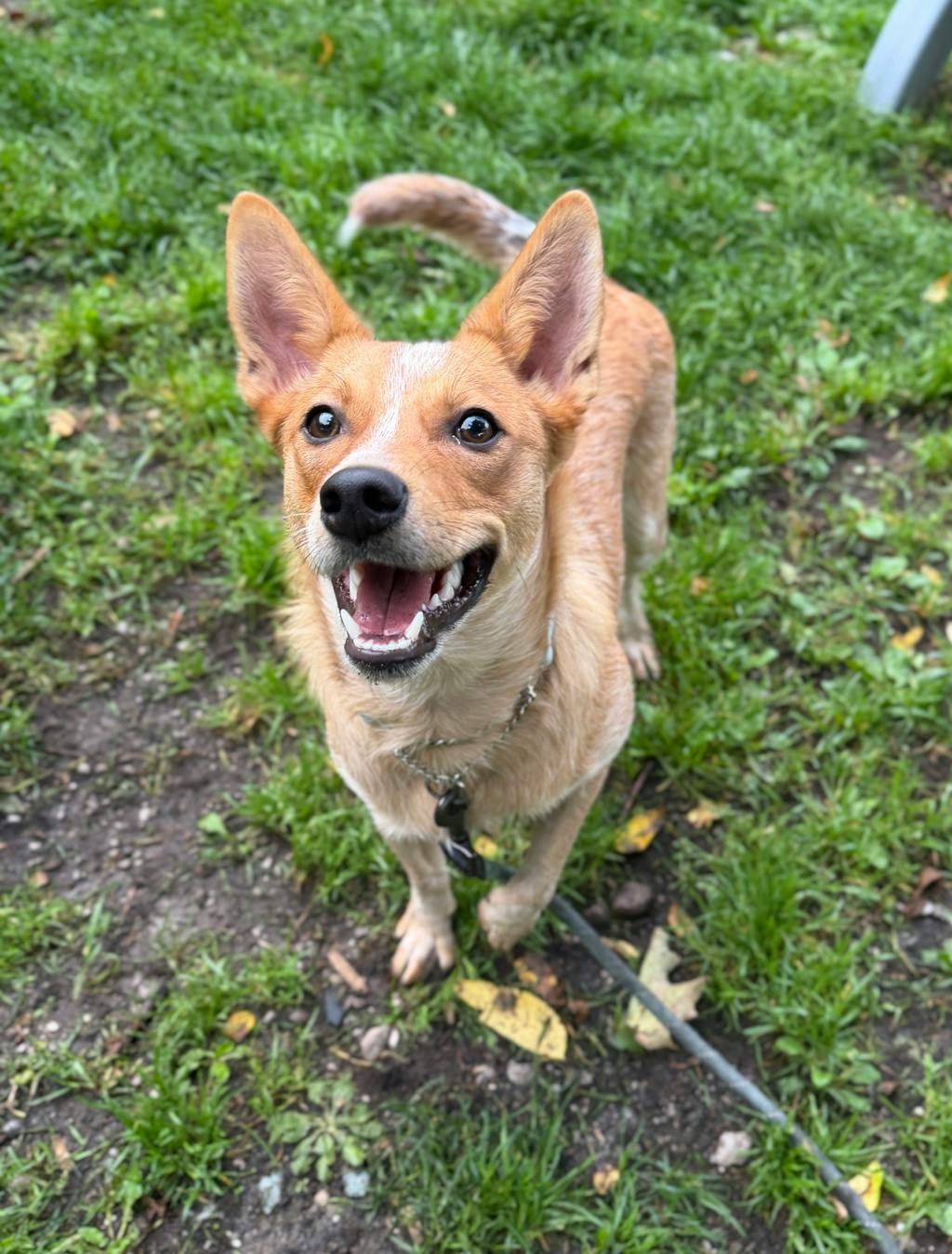 Foxy, a 1 year old Red Female Australian Cattledog Dog