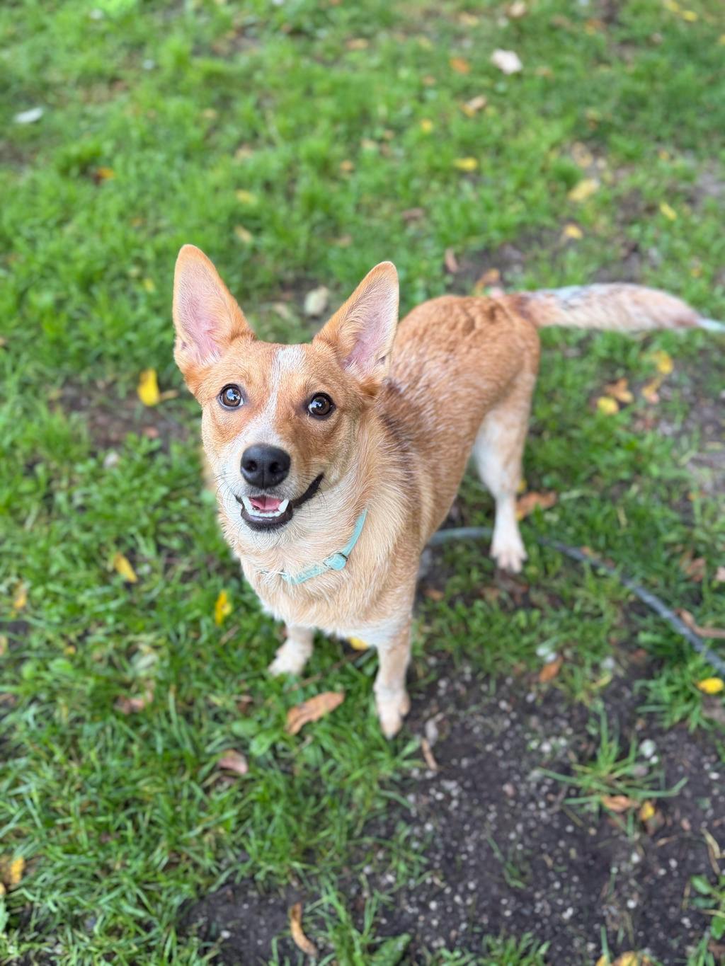 Foxy, a 1 year old Red Female Australian Cattledog Dog