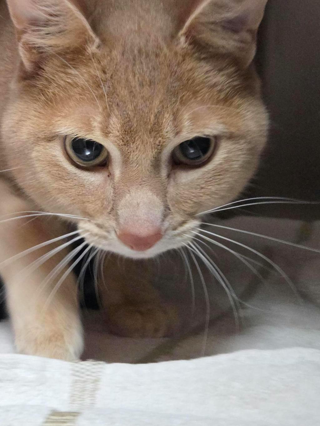 Chai, a 2 years and 1 month old Butterscotch Female Domestic Short Hair Cat
