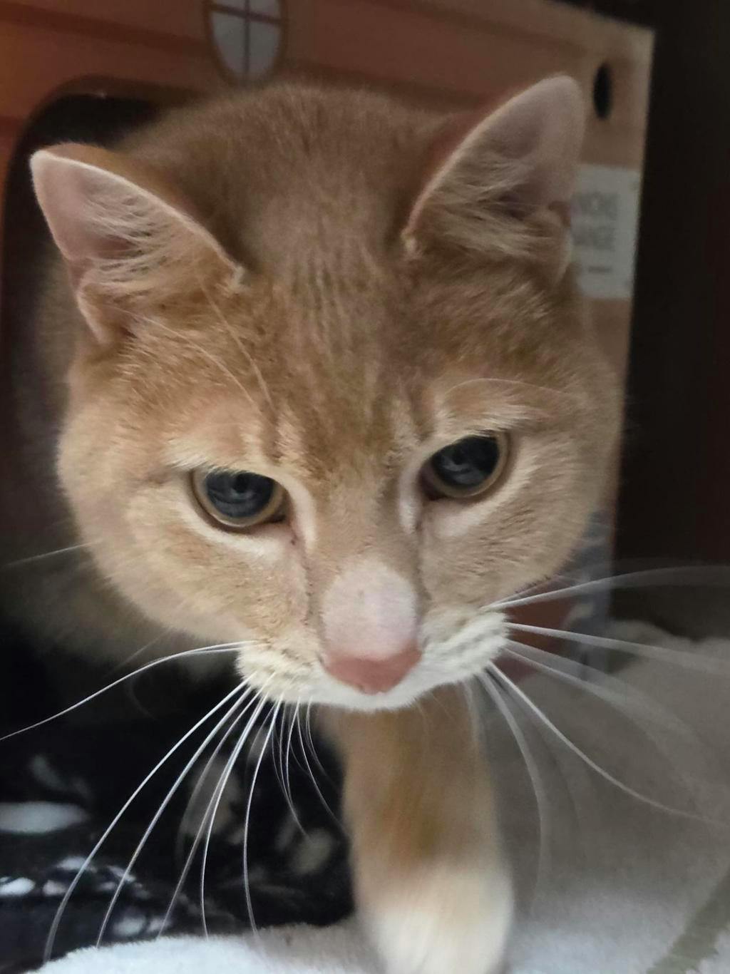 Chai, a 2 years and 1 month old Butterscotch Female Domestic Short Hair Cat