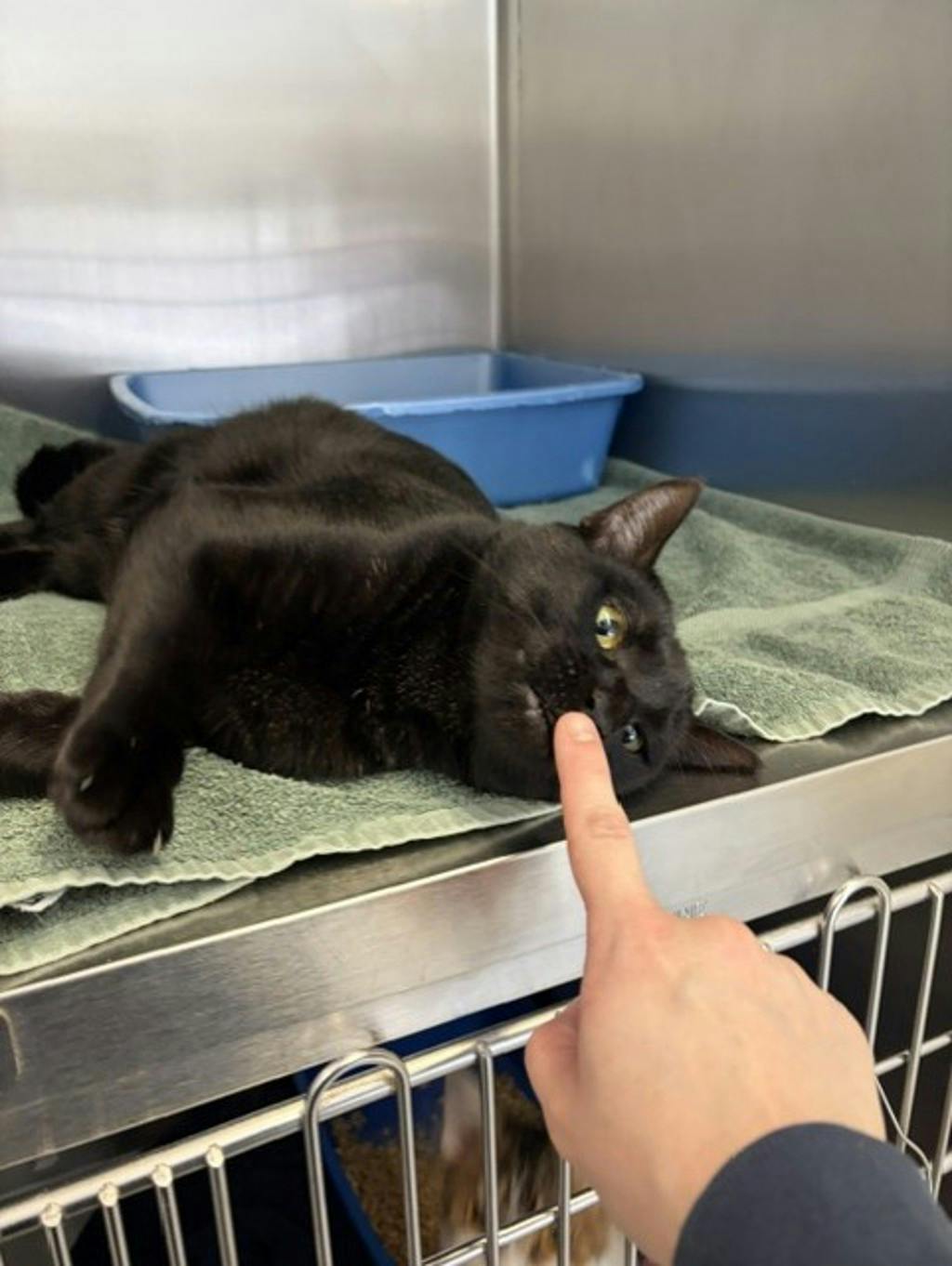 Tae Tae, a 2 years and 5 months old Black Female Domestic Short Hair Cat