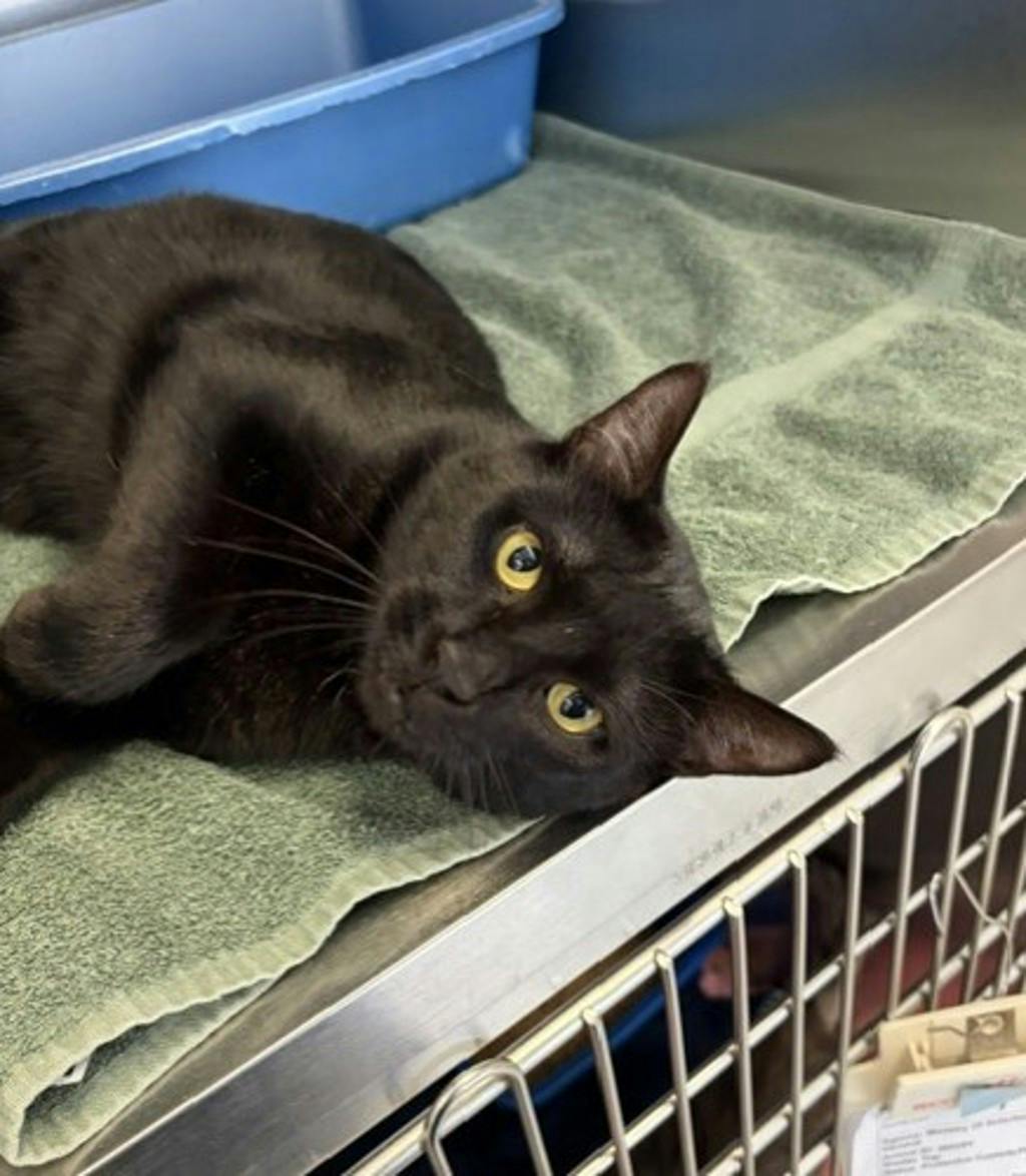 Tae Tae, a 2 years and 5 months old Black Female Domestic Short Hair Cat
