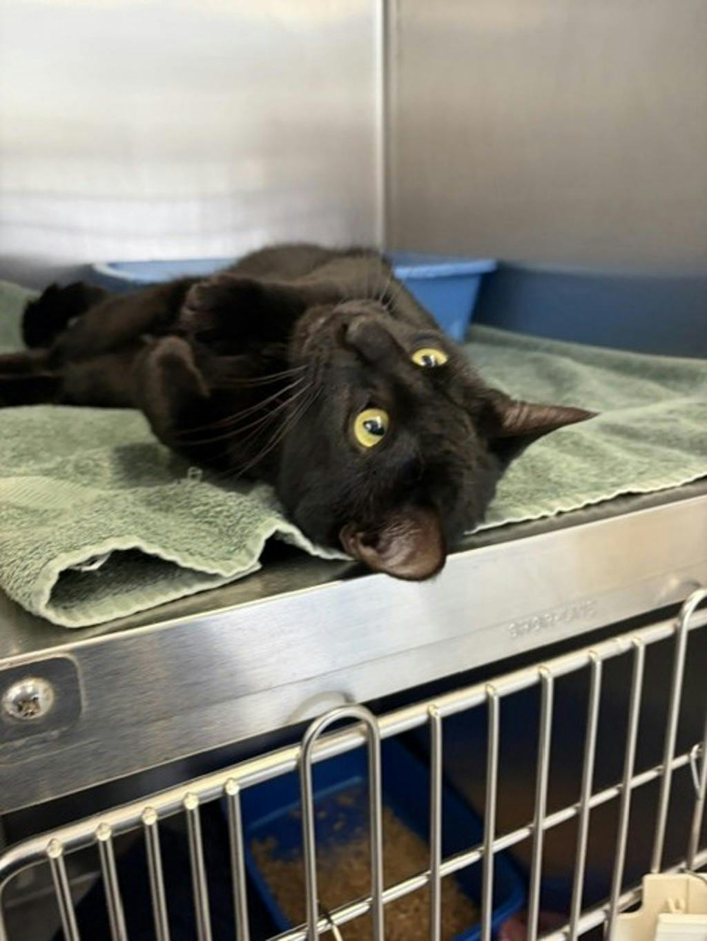 Tae Tae, a 2 years and 5 months old Black Female Domestic Short Hair Cat