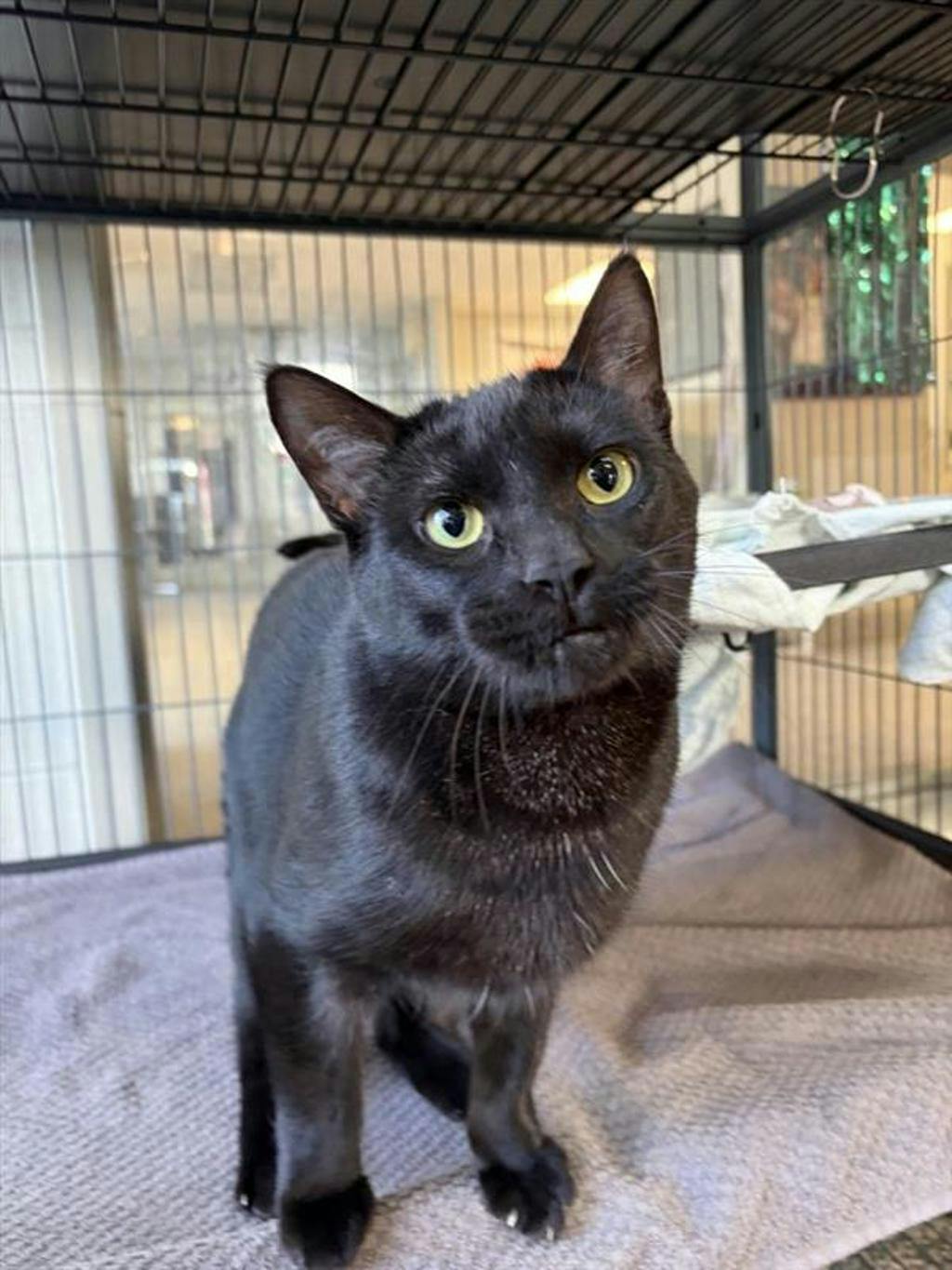 Tae Tae, a 2 years and 5 months old Black Female Domestic Short Hair Cat