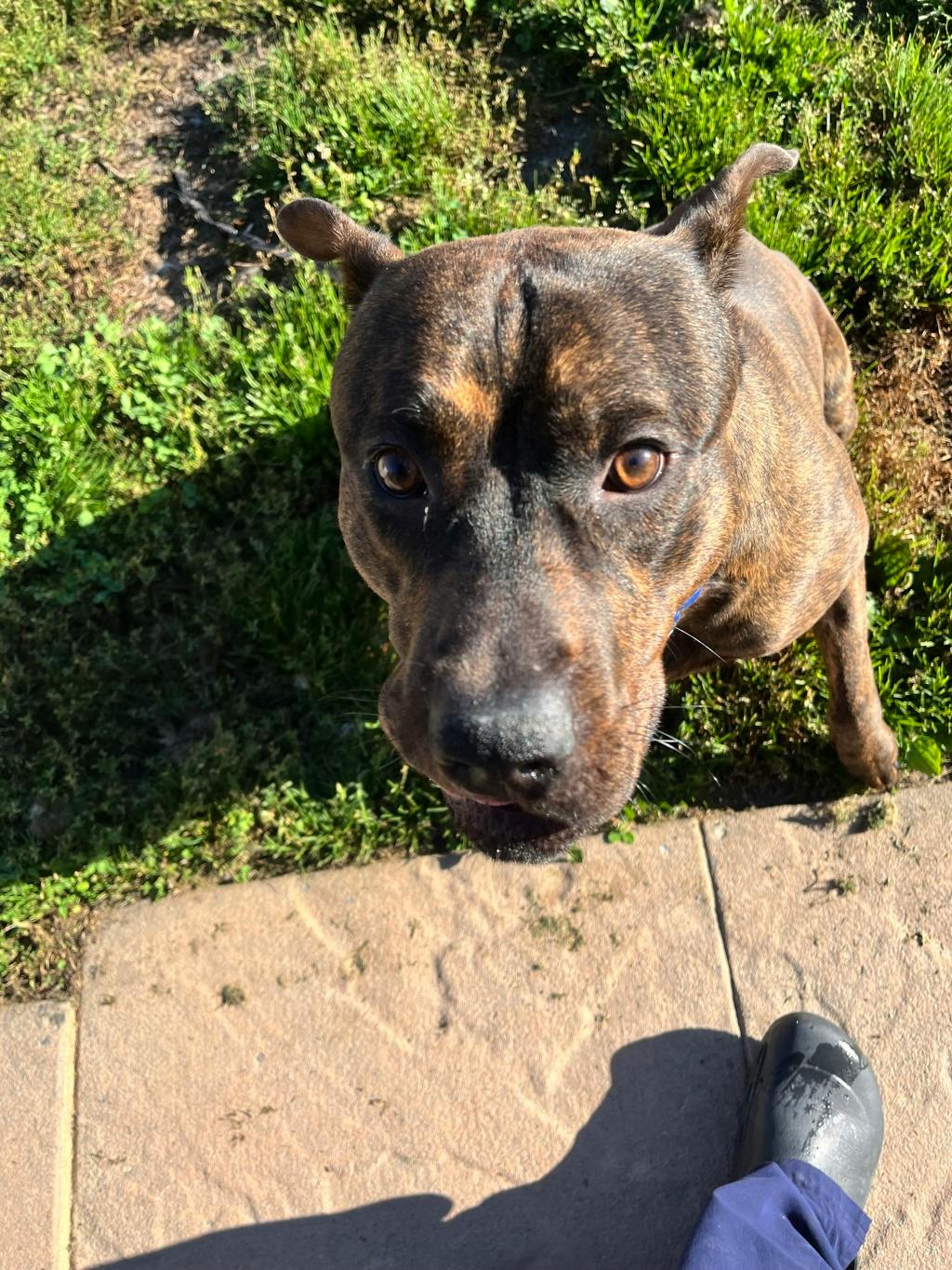 Ed, a 1 year old Brindle Male Shepherd Dog