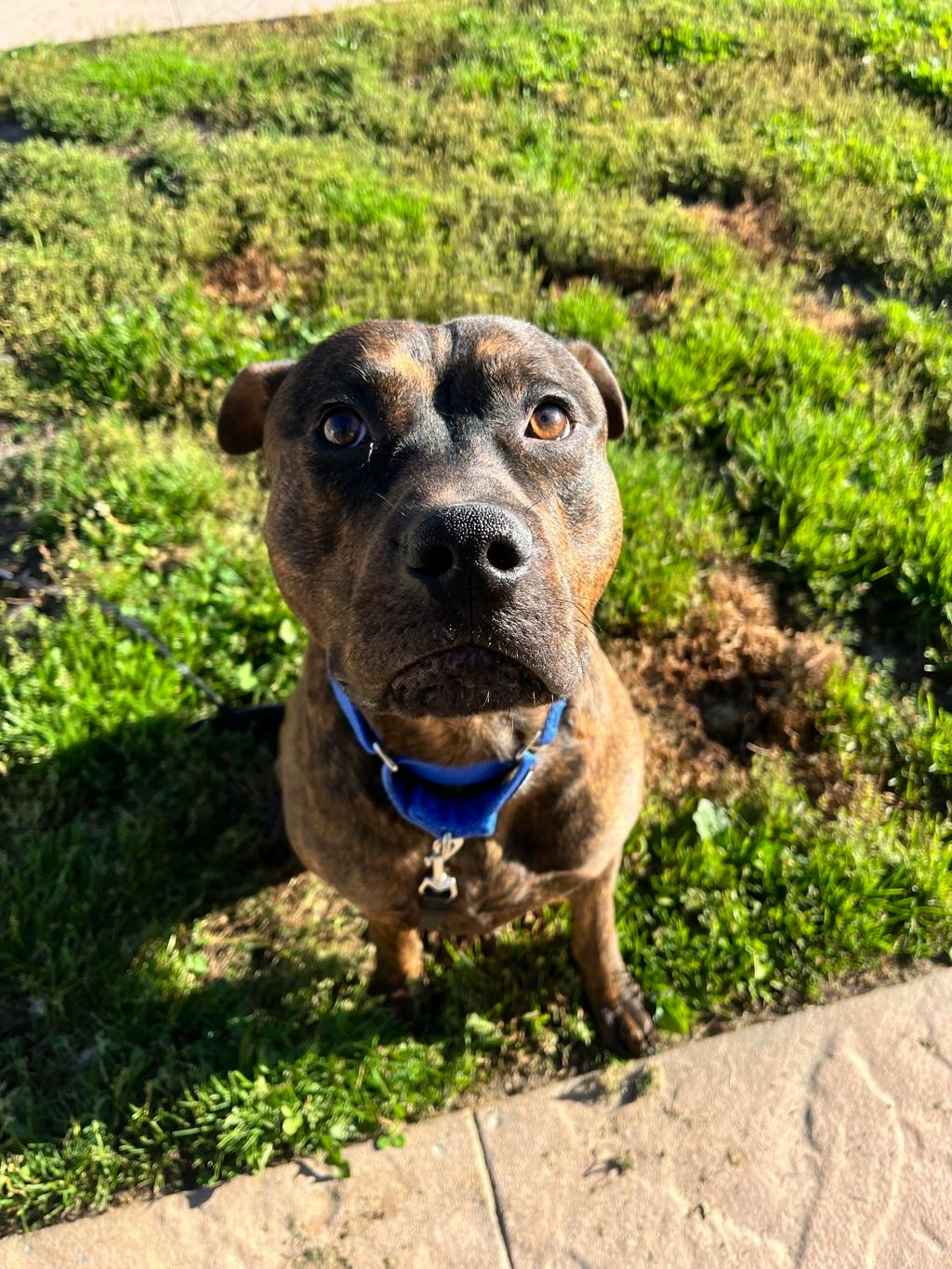 Ed, a 1 year old Brindle Male Shepherd Dog