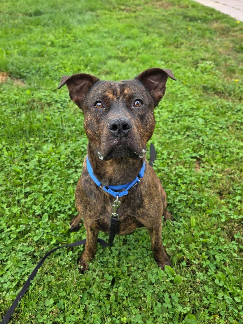 Ed, a 1 year old Brindle Male Shepherd Dog