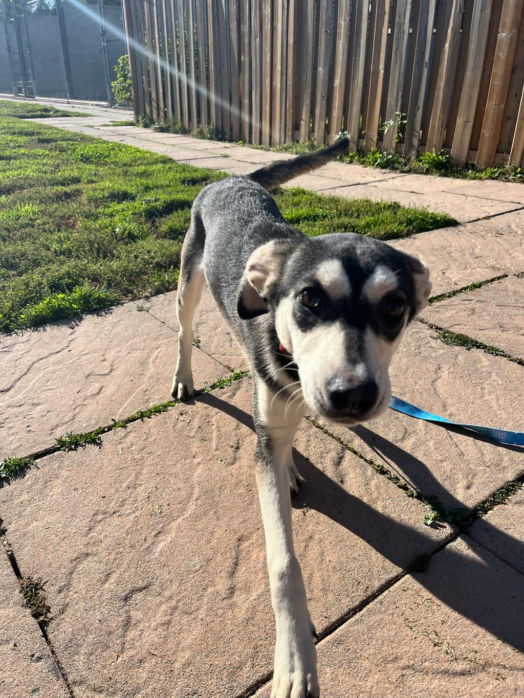 Ophelia, a 8 months old Grey Female Alaskan Husky Dog