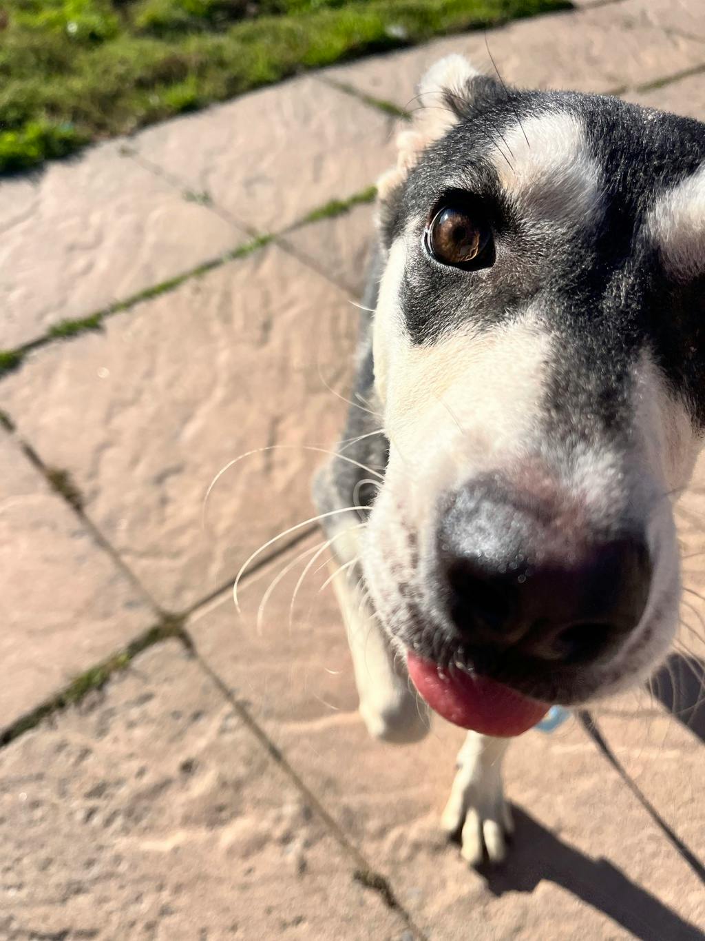 Ophelia, a 8 months old Grey Female Alaskan Husky Dog