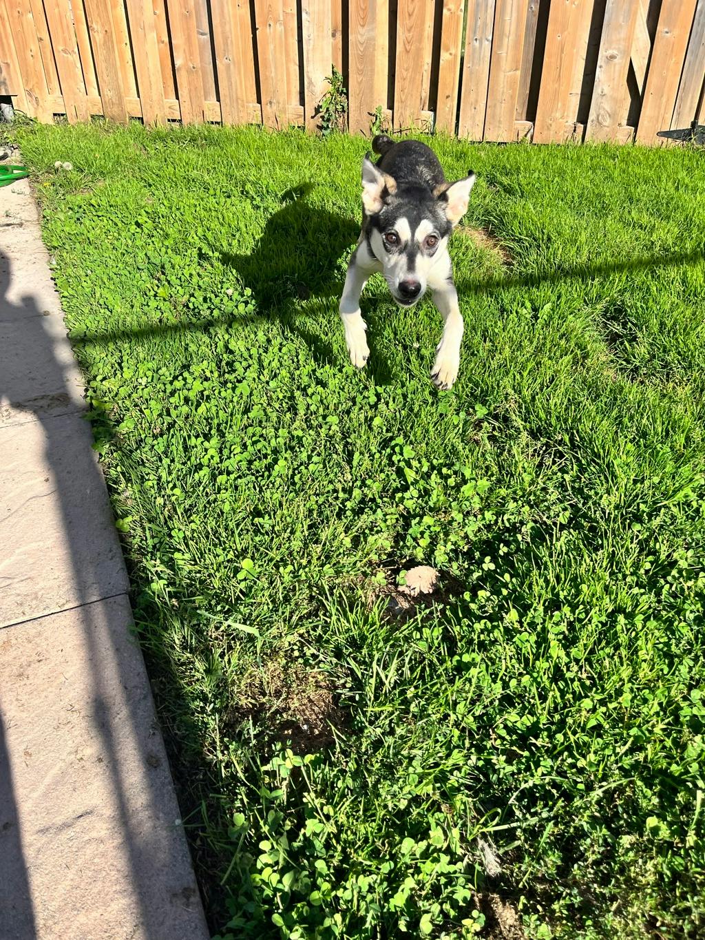 Ophelia, a 8 months old Grey Female Alaskan Husky Dog