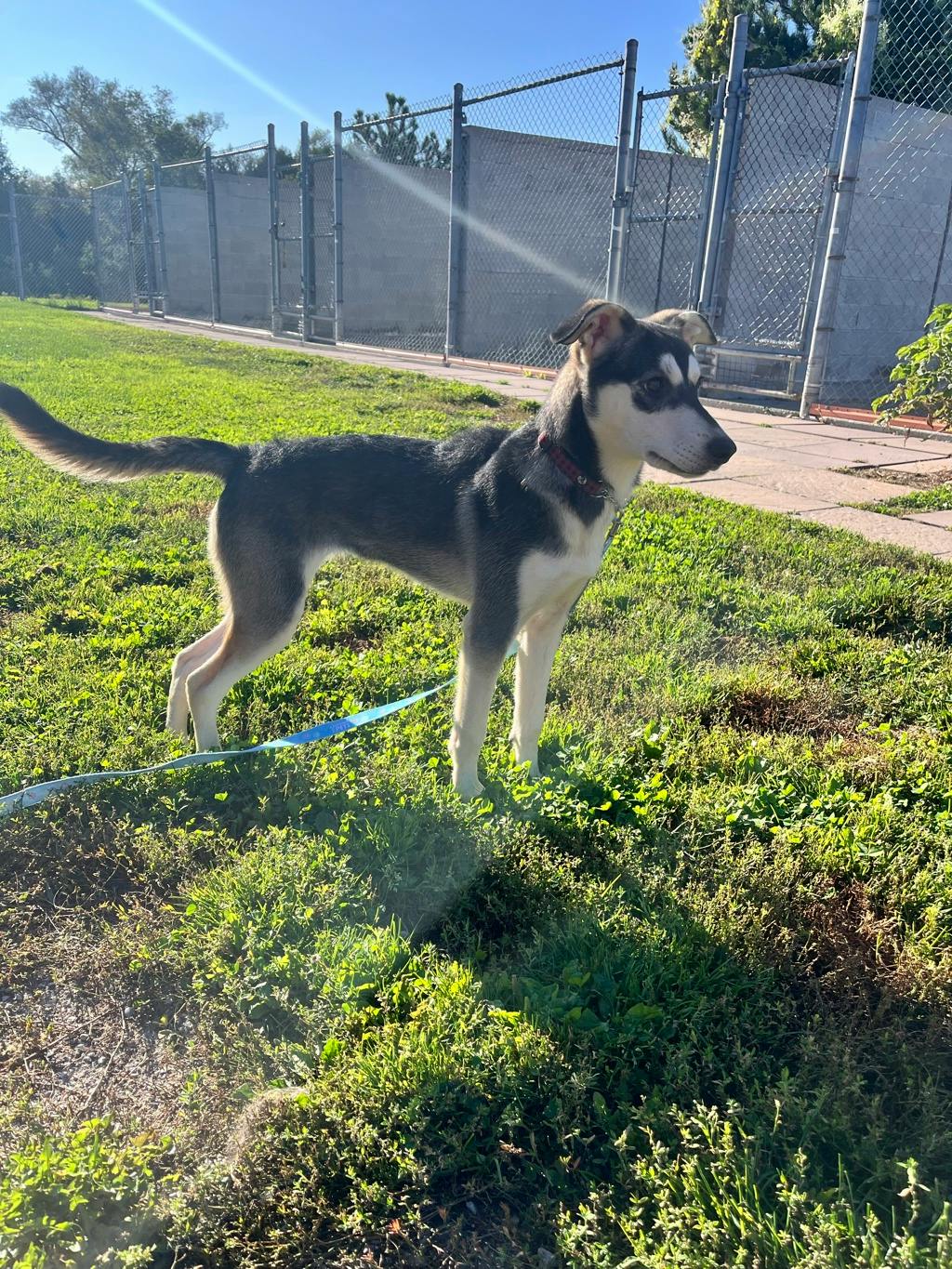 Ophelia, a 8 months old Grey Female Alaskan Husky Dog