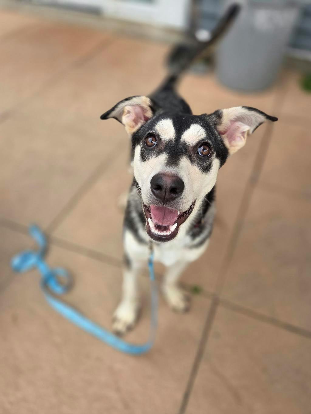 Ophelia, a 8 months old Grey Female Alaskan Husky Dog