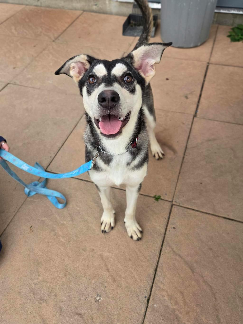 Ophelia, a 8 months old Grey Female Alaskan Husky Dog