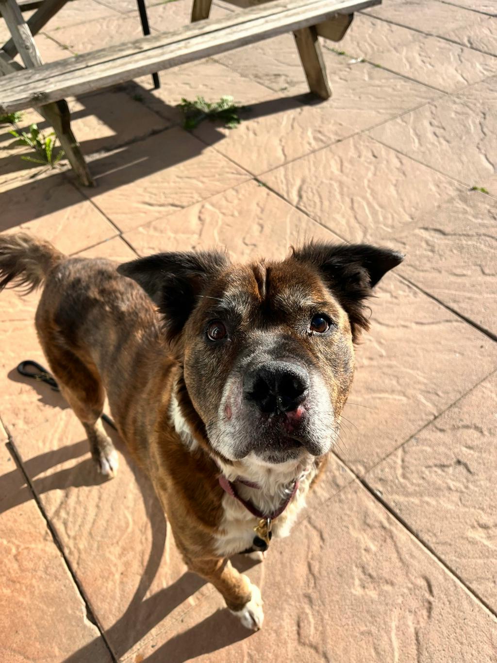 Rusty, a 8 years old Brindle Male American Bulldog Dog