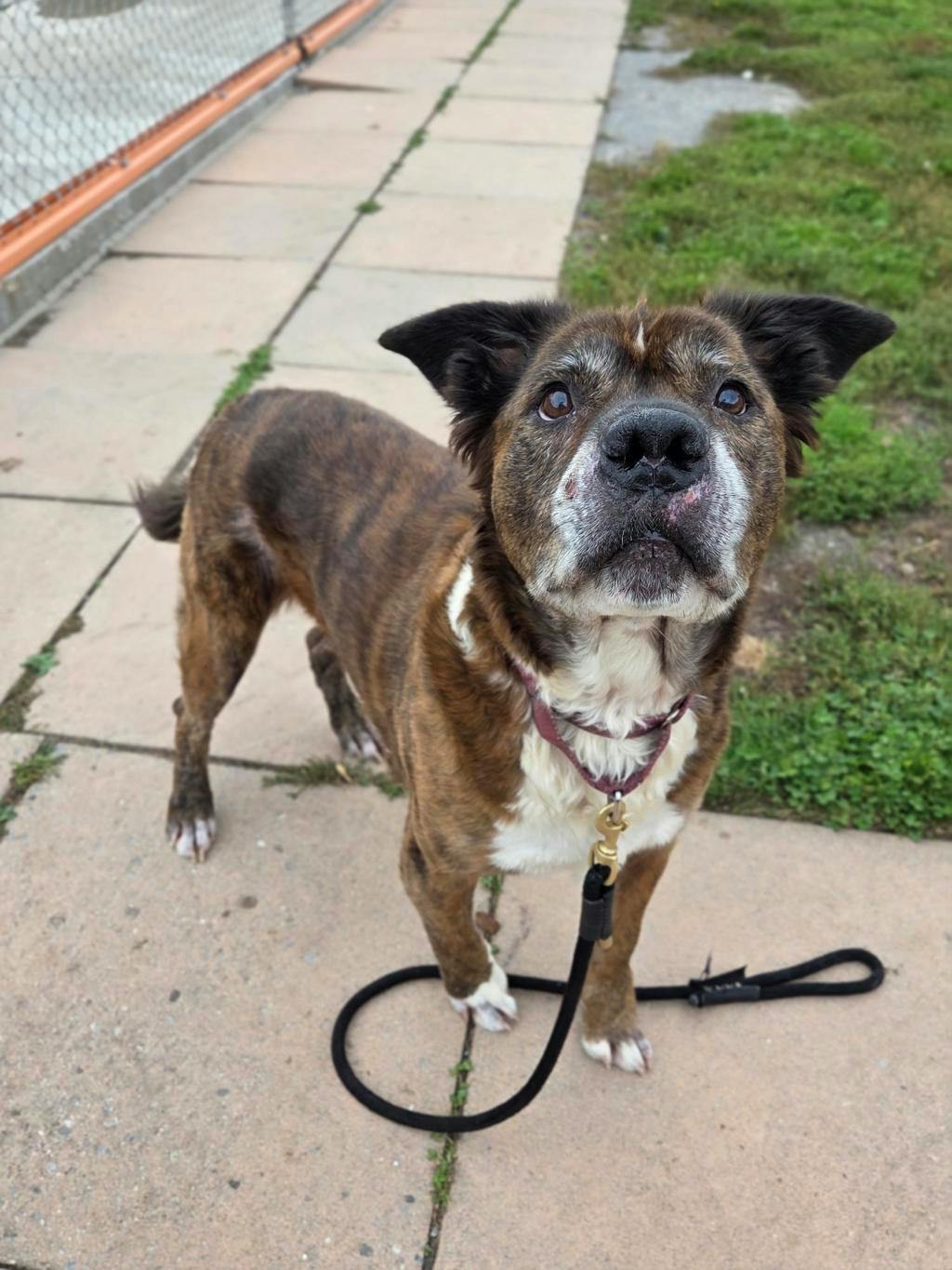 Rusty, a 8 years old Brindle Male American Bulldog Dog