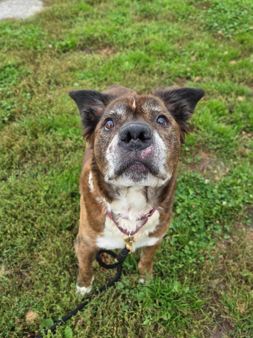 Rusty, a 8 years old Brindle Male American Bulldog Dog