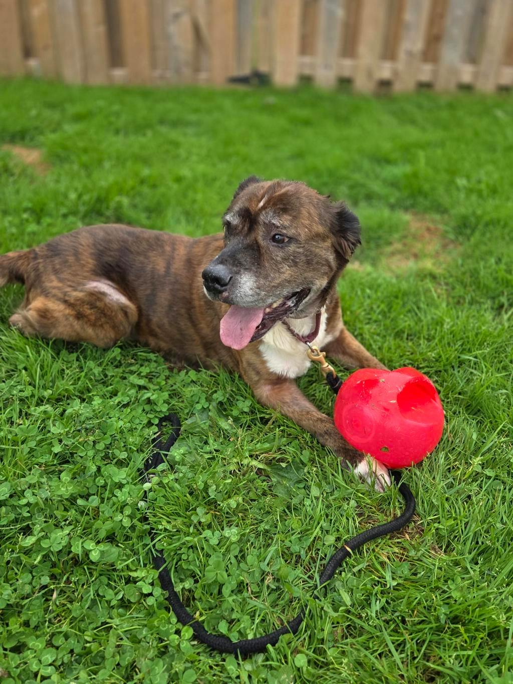 Rusty, a 8 years old Brindle Male American Bulldog Dog