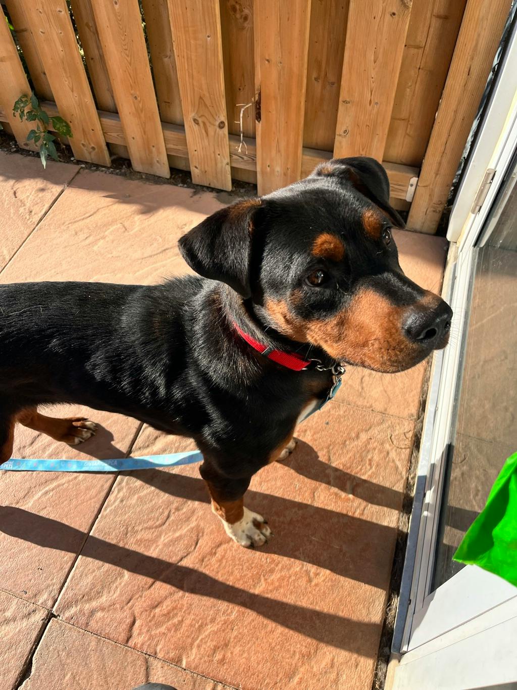 Queso, a 1 year old Black Male Hound Dog