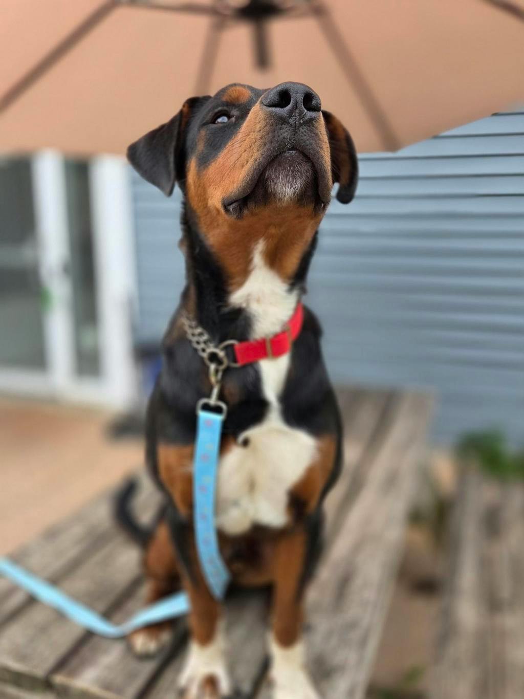 Queso, a 1 year old Black Male Hound Dog