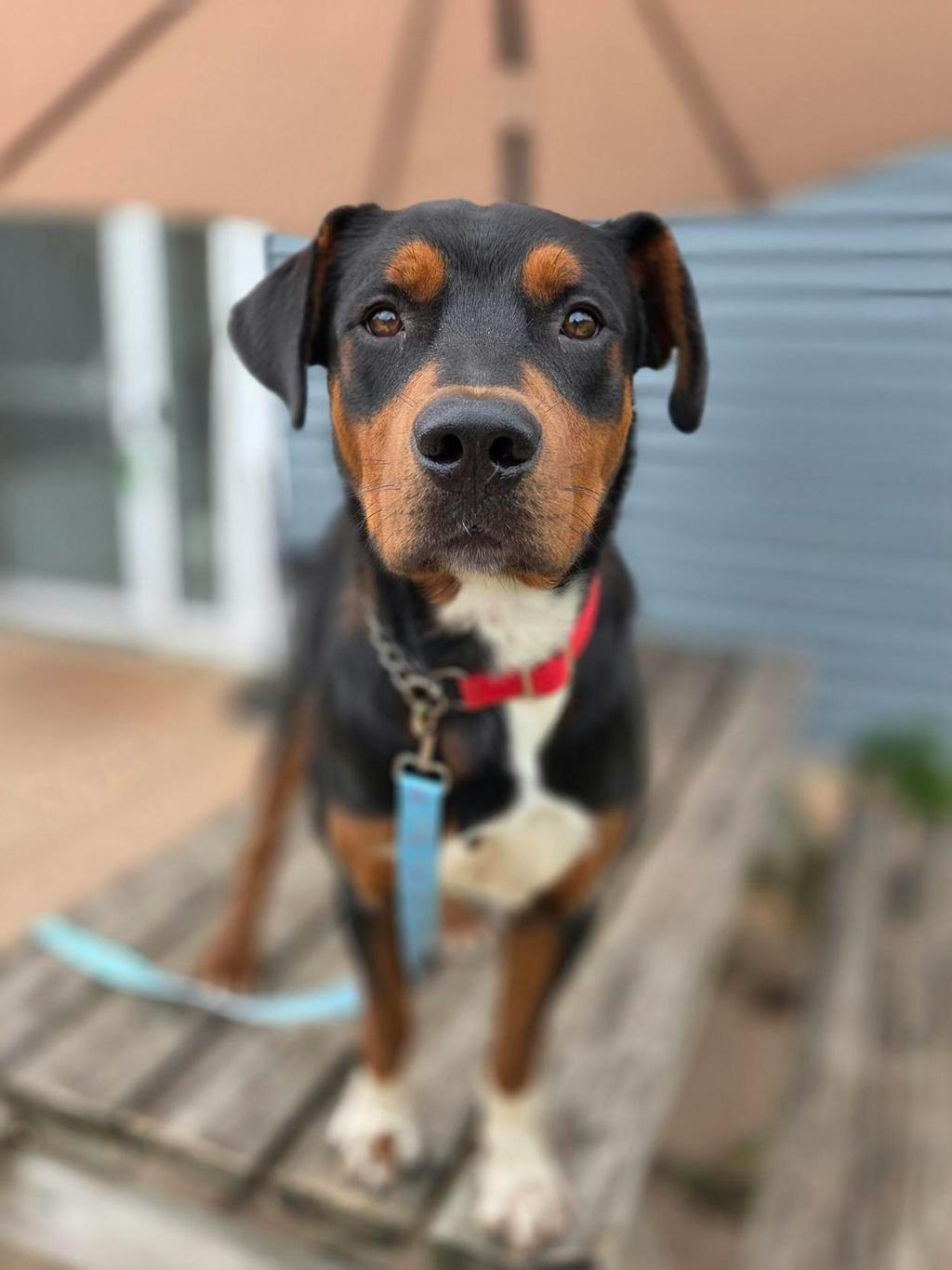 Queso, a 1 year old Black Male Hound Dog
