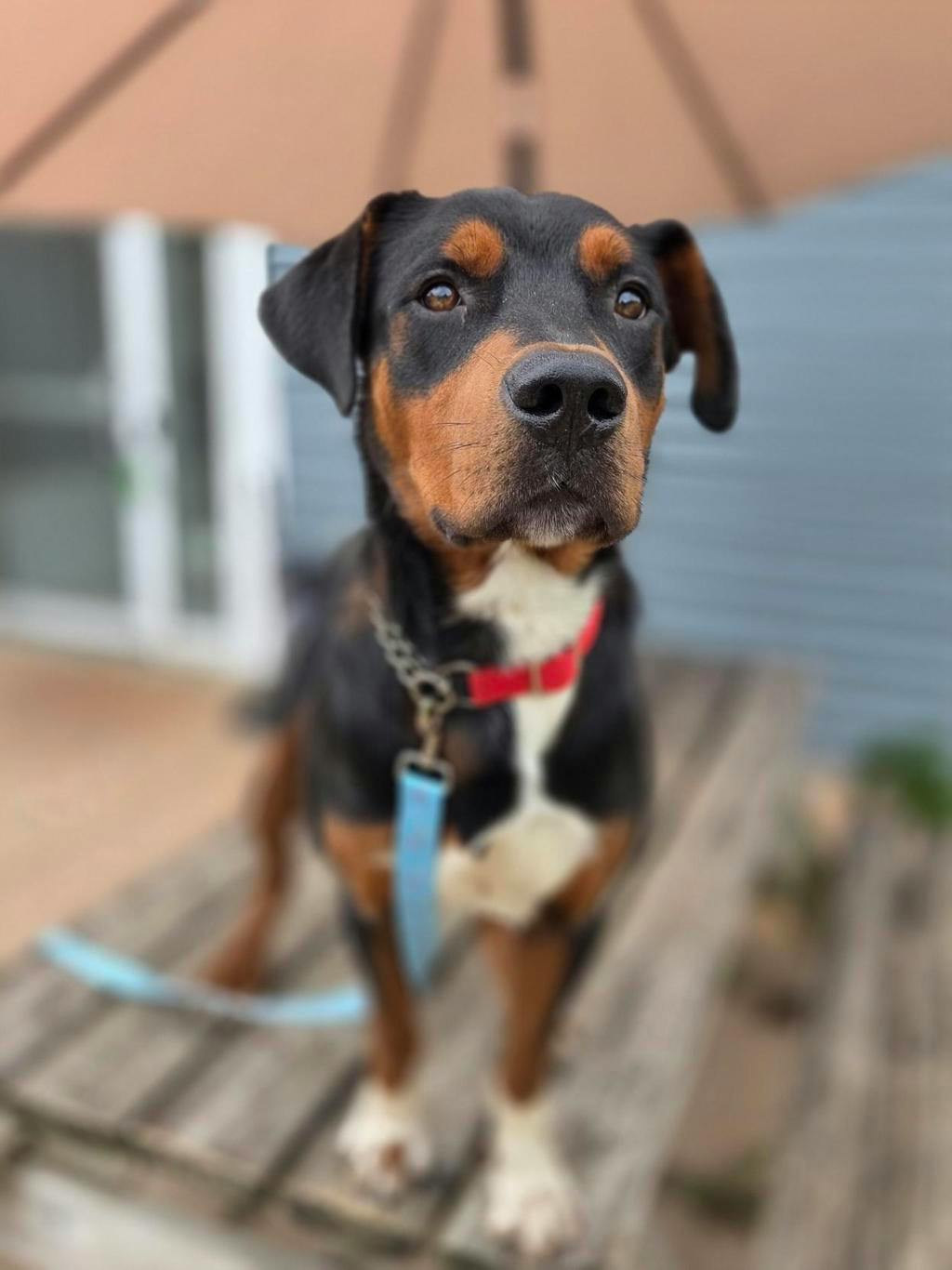 Queso, a 1 year old Black Male Hound Dog