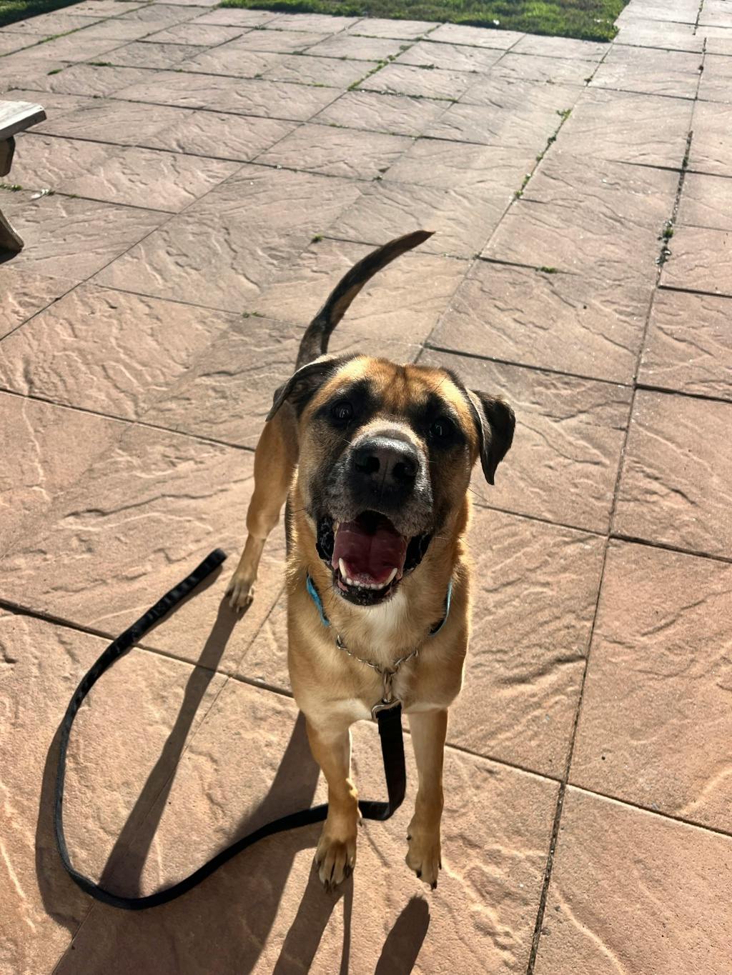 Denzel, a 3 years old Tan Male Shepherd Dog