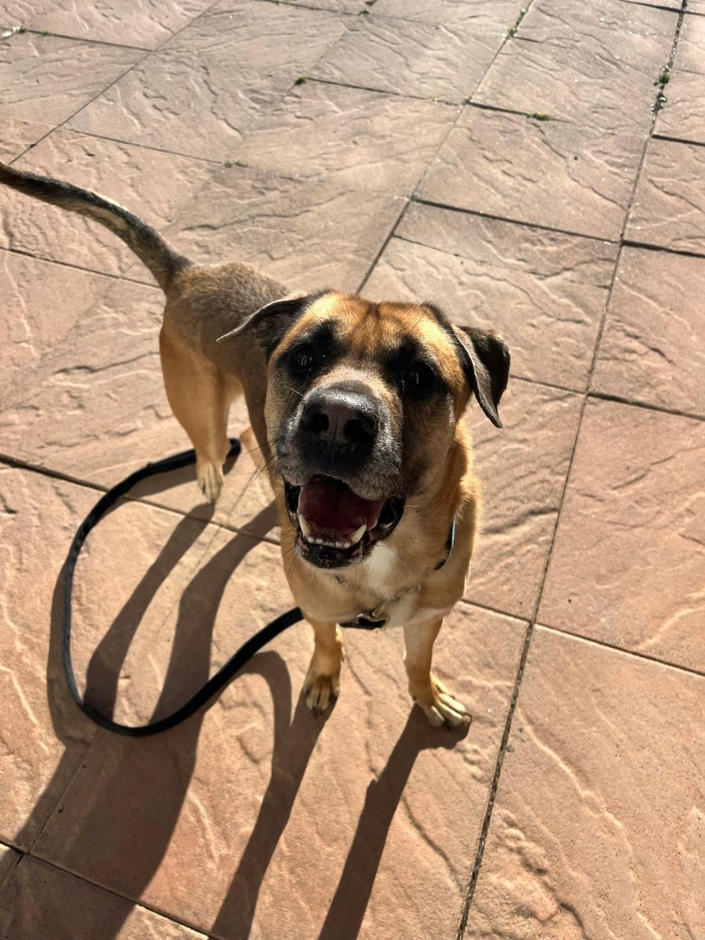 Denzel, a 3 years old Tan Male Shepherd Dog