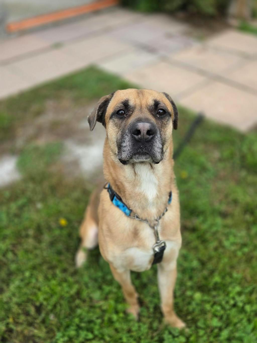 Denzel, a 3 years old Tan Male Shepherd Dog