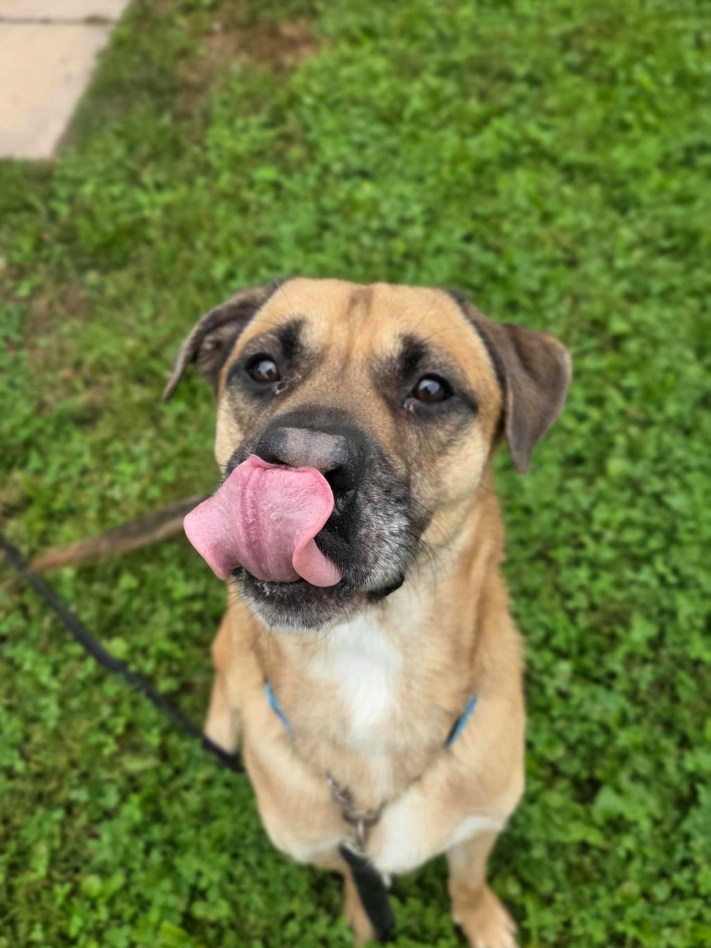 Denzel, a 3 years old Tan Male Shepherd Dog