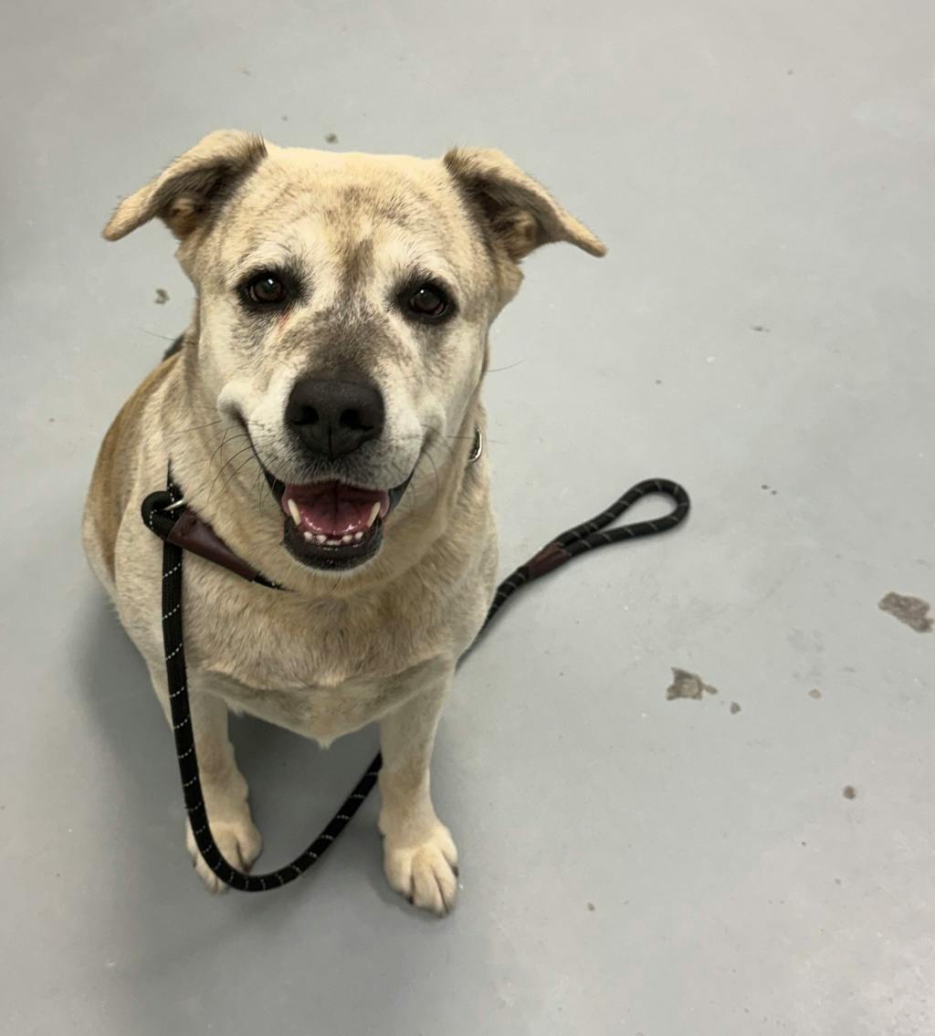 Agnes, a 2 years and 1 month old Grey Female Labrador Dog