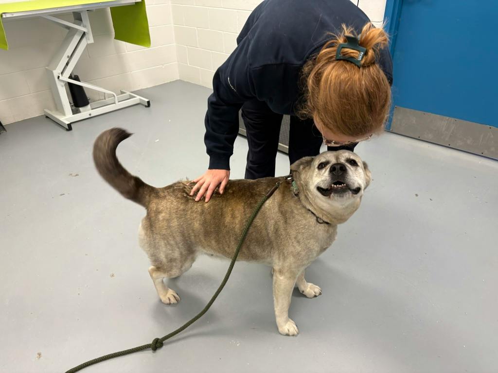 Agnes, a 2 years and 1 month old Grey Female Labrador Dog