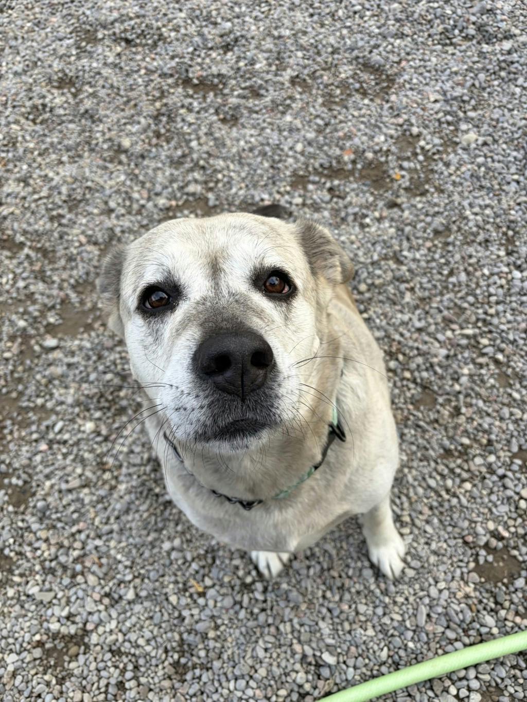 Agnes, a 2 years and 1 month old Grey Female Labrador Dog