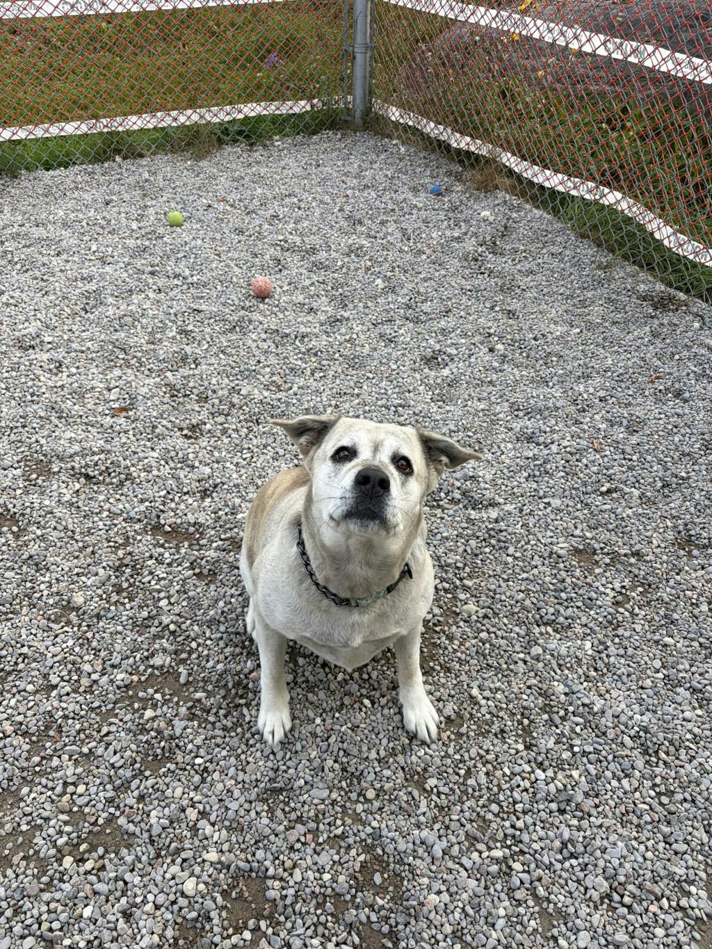 Agnes, a 2 years and 1 month old Grey Female Labrador Dog