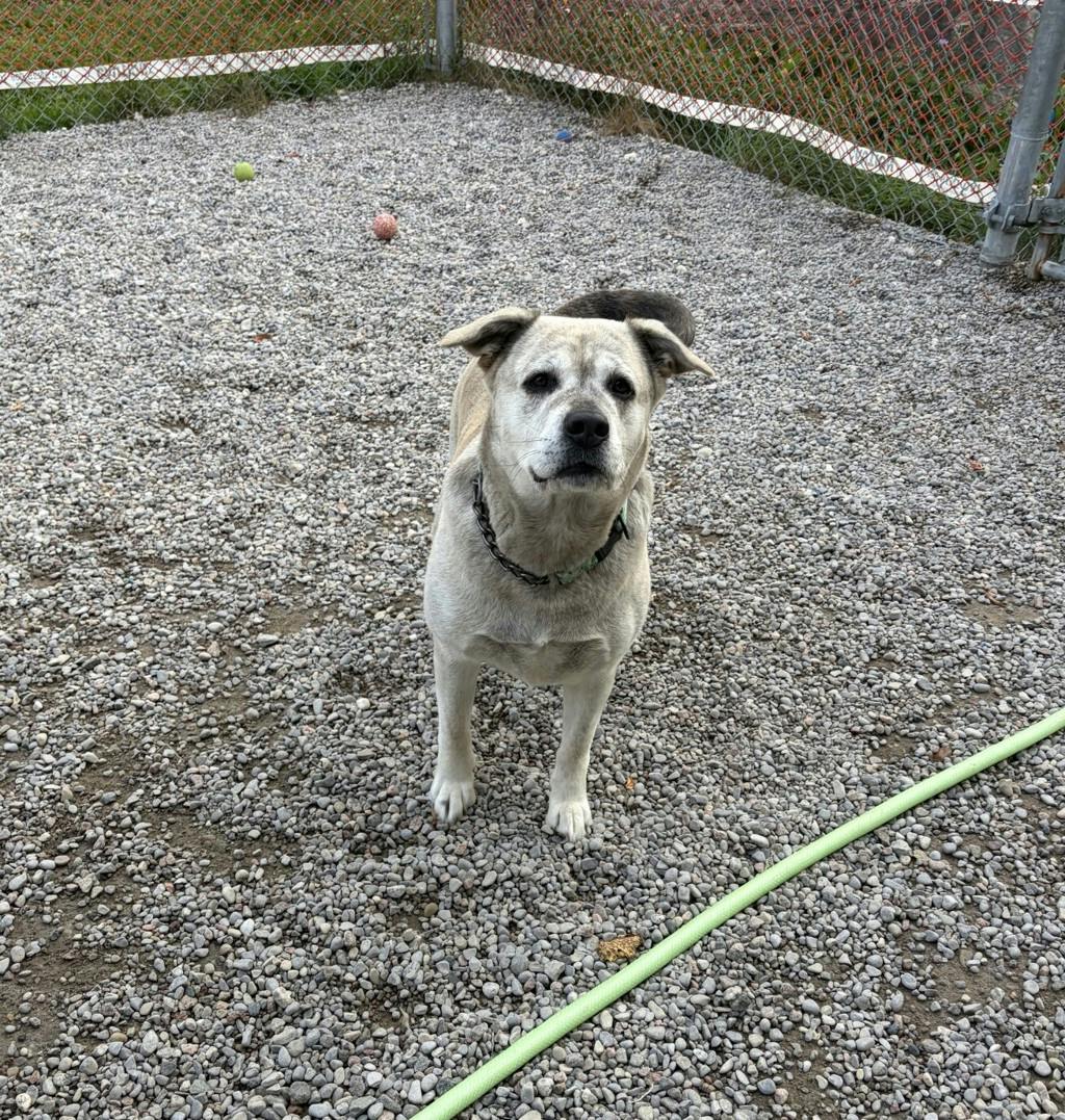 Agnes, a 2 years and 1 month old Grey Female Labrador Dog