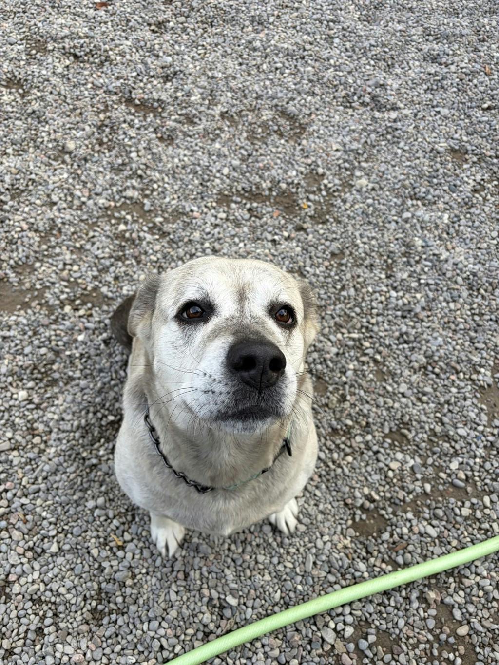 Agnes, a 2 years and 1 month old Grey Female Labrador Dog