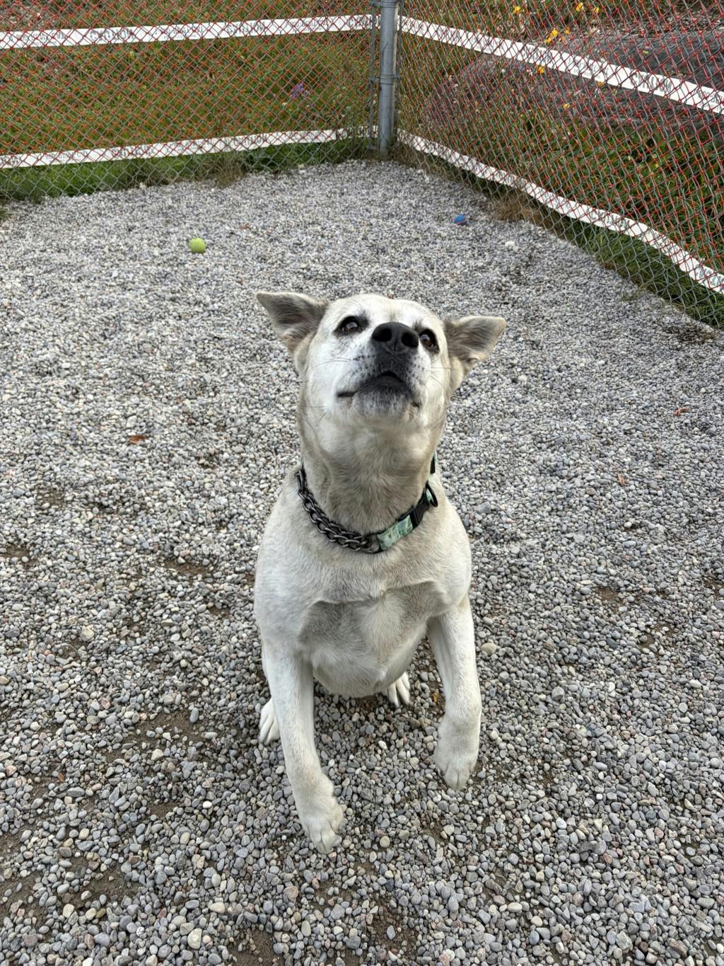 Agnes, a 2 years and 1 month old Grey Female Labrador Dog