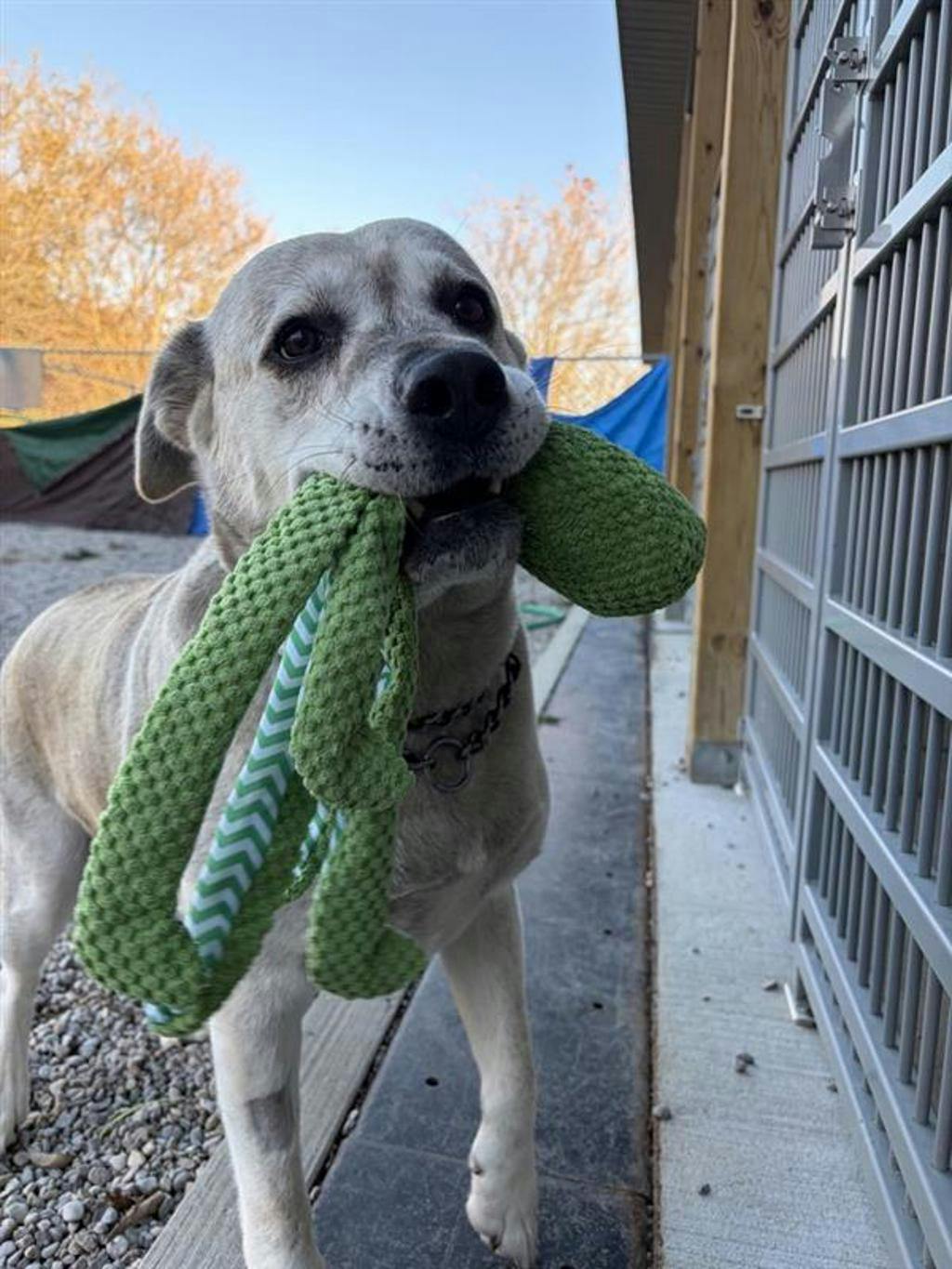 Agnes, a 2 years and 1 month old Grey Female Labrador Dog