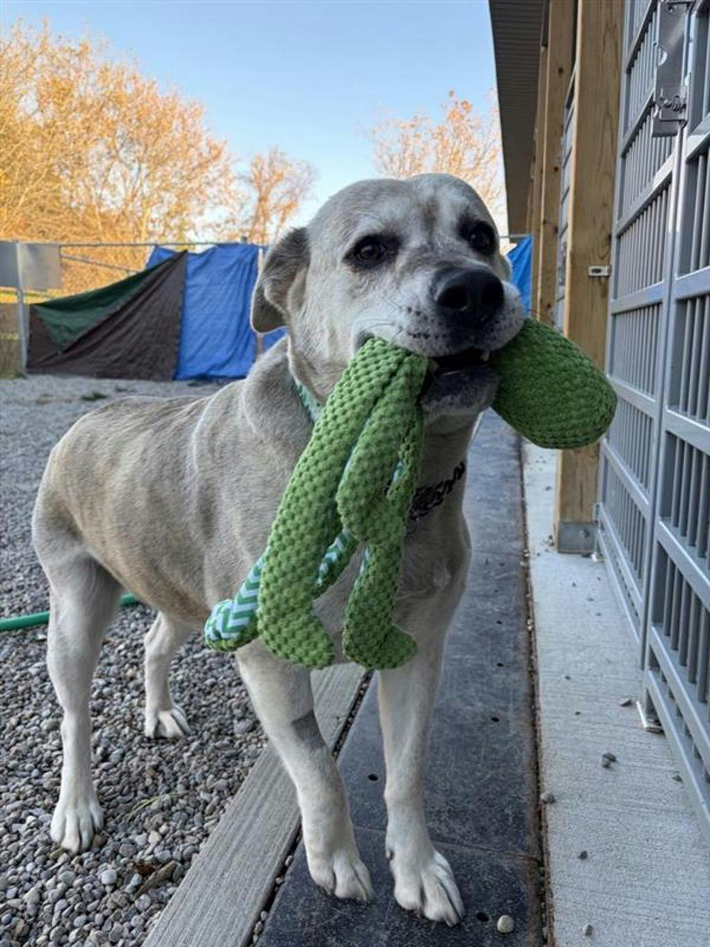 Agnes, a 2 years and 1 month old Grey Female Labrador Dog