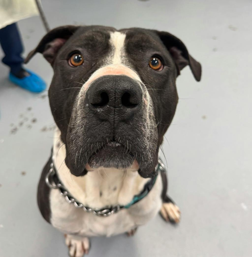 Bruce, a 2 years and 1 month old Black Male American Bulldog Dog