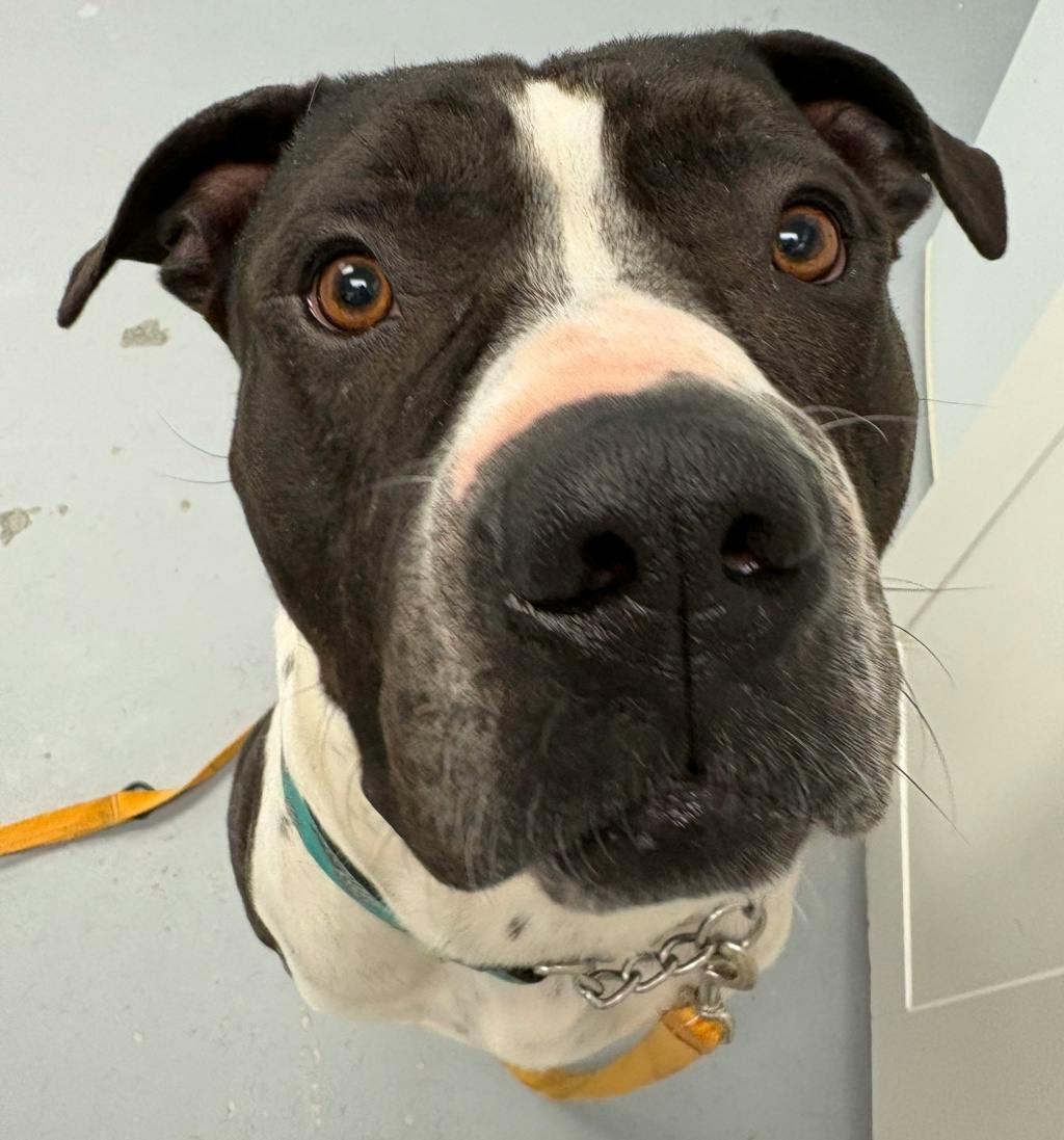 Bruce, a 2 years and 1 month old Black Male American Bulldog Dog