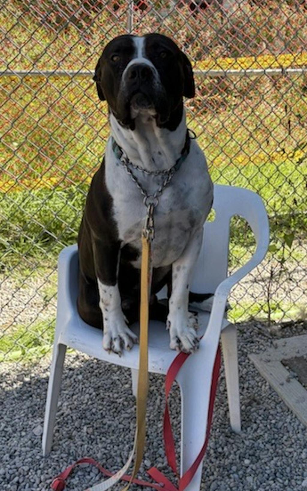 Bruce, a 2 years and 1 month old Black Male American Bulldog Dog