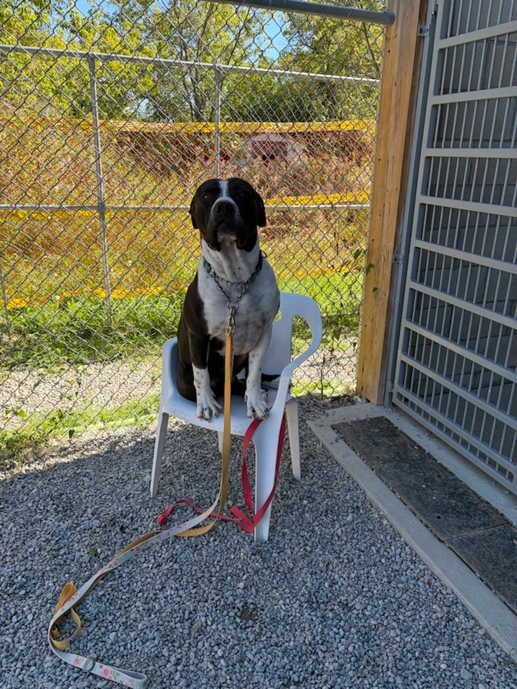 Bruce, a 2 years and 1 month old Black Male American Bulldog Dog